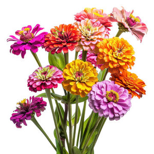 Bouquet-Zinnia Bunch