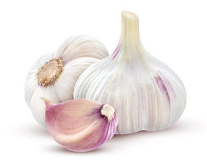 Garlic