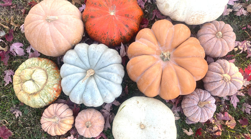 2025 Fall CSA