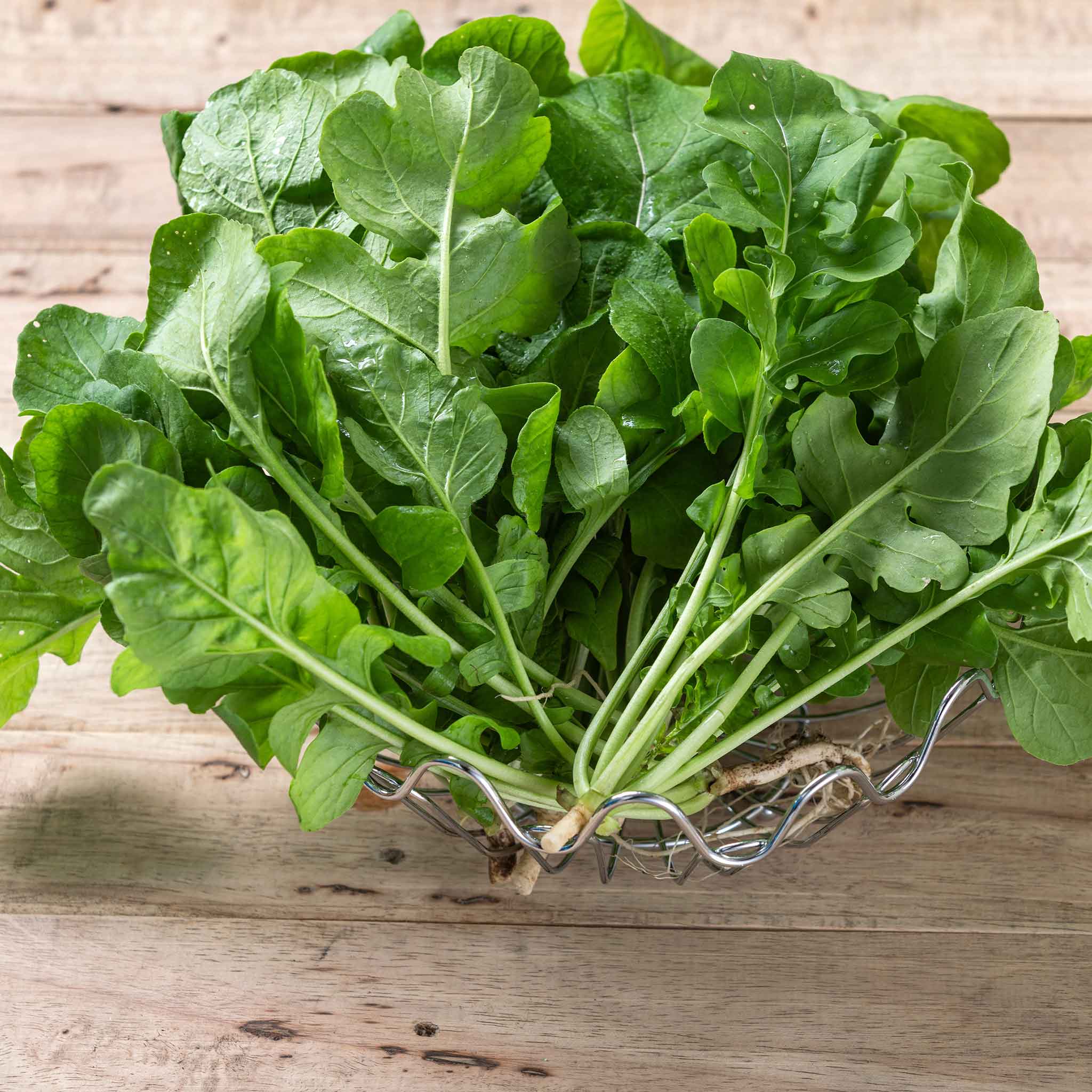 Salad Greens-Arugula