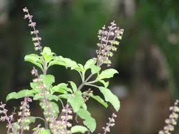 Herbs-Holy Basil (Tulsi)
