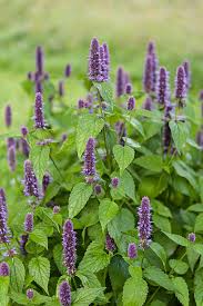Herbs-Anise Hyssop