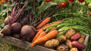 2025 Fall CSA