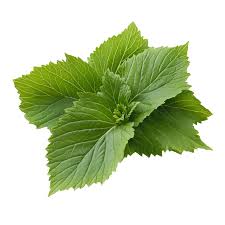 Herbs-Shiso