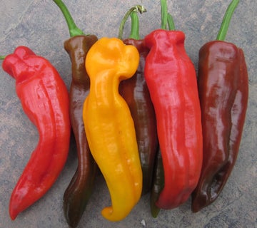 Peppers-Mixed Lil Sweet Peppers