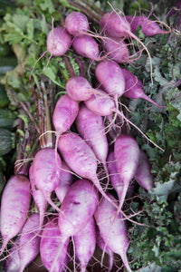 2025 Fall CSA
