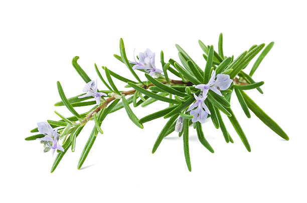 Herbs-Rosemary Bunch
