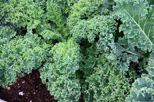 2025 Fall CSA